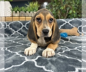 Beagle Puppy for sale in GREENFIELD, IN, USA