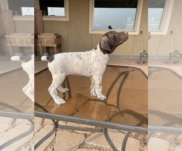 Medium Photo #2 German Shorthaired Pointer Puppy For Sale in LARAMIE, WY, USA