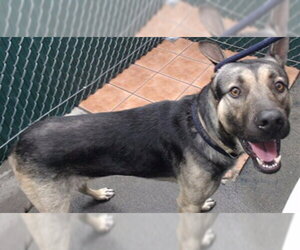 German Shepherd Dog Dogs for adoption in Downey, CA, USA