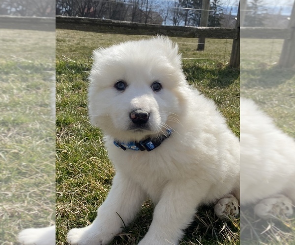 Medium Photo #5 Great Pyrenees Puppy For Sale in CANOGA, NY, USA