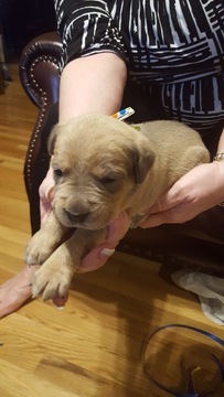 Medium Photo #1 Cane Corso Puppy For Sale in GOODLETTSVILLE, TN, USA