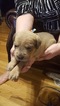 Small Photo #1 Cane Corso Puppy For Sale in GOODLETTSVILLE, TN, USA