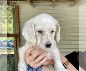 English Setter Puppy for sale in OREGON CITY, OR, USA
