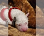 Small Photo #70 Sheepadoodle Puppy For Sale in LEHI, UT, USA