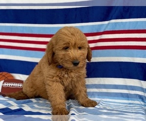 Goldendoodle Puppy for sale in LANCASTER, PA, USA