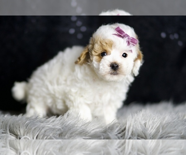 Medium Photo #5 Maltipoo (Miniature) Puppy For Sale in WARSAW, IN, USA