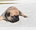 Small #5 Pug