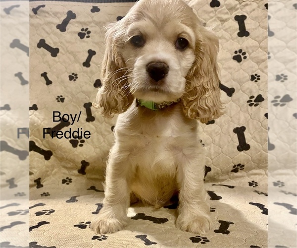 Medium Photo #10 Cocker Spaniel Puppy For Sale in SUMTER, SC, USA