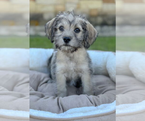 Medium Photo #1 Mutt Puppy For Sale in PIPE CREEK, TX, USA