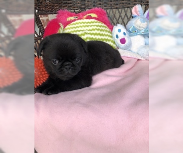 Medium Photo #4 Pug Puppy For Sale in MOSELLE, MS, USA