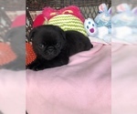 Small Photo #4 Pug Puppy For Sale in MOSELLE, MS, USA