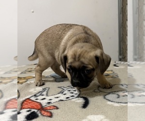 Medium Carlin Pinscher