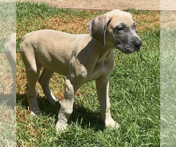 Medium Photo #13 Great Dane Puppy For Sale in CORONA, CA, USA