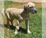 Small #12 Great Dane