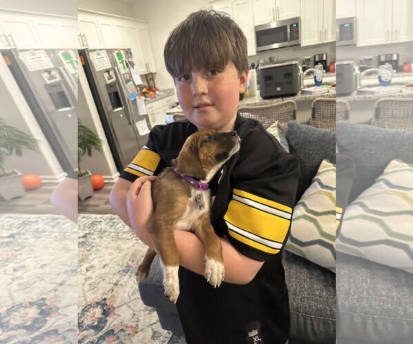 Medium Photo #2 Mutt Puppy For Sale in Holly Springs, NC, USA