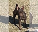 Small Photo #1 Rat Terrier Puppy For Sale in WHITAKERS, NC, USA