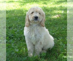 Goldendoodle-Poodle (Standard) Mix Puppy for sale in THORP, WI, USA