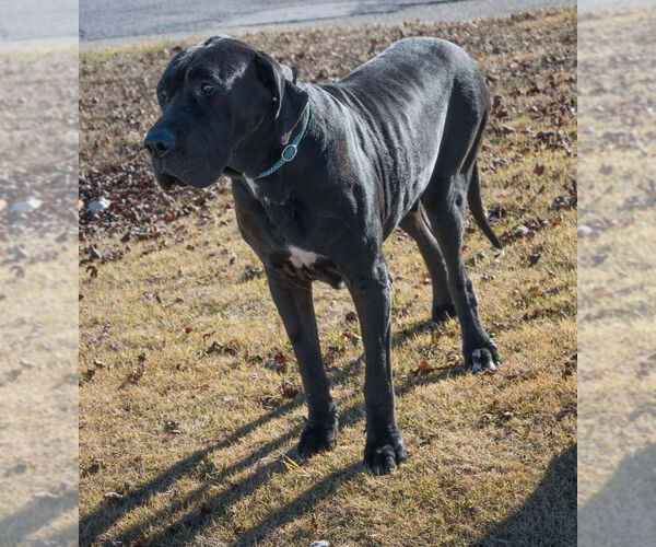 Medium Photo #2 Great Dane Puppy For Sale in Bullard, TX, USA