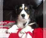 Small Photo #7 Australian Shepherd-Cavalier King Charles Spaniel Mix Puppy For Sale in HOWLAND, OH, USA