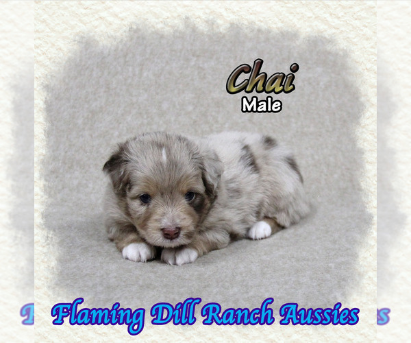 Medium Photo #1 Miniature Australian Shepherd Puppy For Sale in FORESTBURG, TX, USA