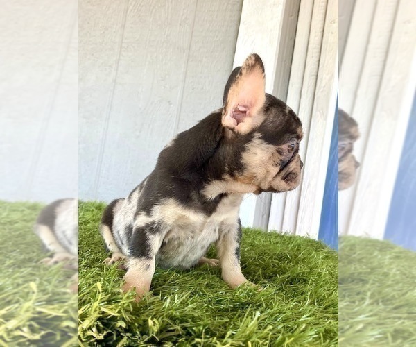 Medium Photo #14 French Bulldog Puppy For Sale in RANCHO PALOS VERDES, CA, USA