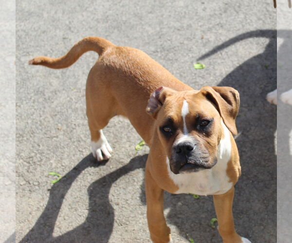 Medium Photo #1 Boxer Puppy For Sale in Burnsville, MN, USA