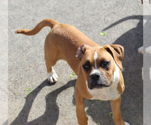 Boxer Dogs for adoption in Burnsville, MN, USA