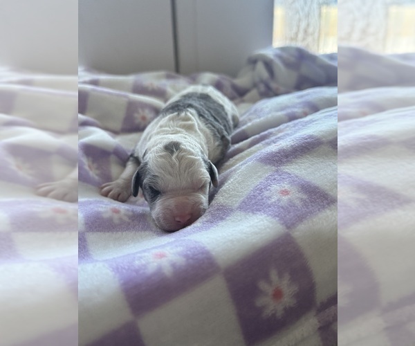 Medium Photo #37 Aussiedoodle-Bernedoodle Mix Puppy For Sale in BELTON, SC, USA