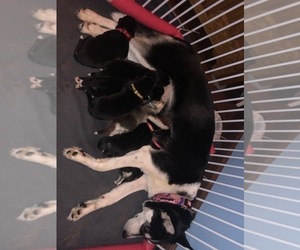 Mother of the German Shepherd Dog-Siberian Husky Mix puppies born on 08/19/2022