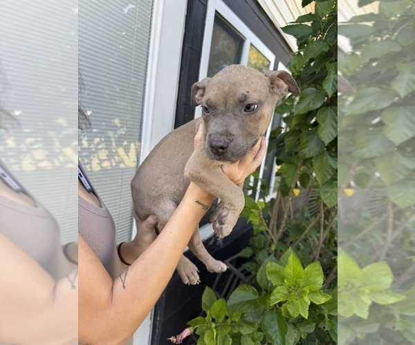 Medium Photo #2 American Bully Puppy For Sale in DAVENPORT, FL, USA