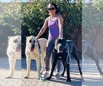 Small Photo #12 Cane Corso-Irish Wolfhound Mix Puppy For Sale in MESA, AZ, USA