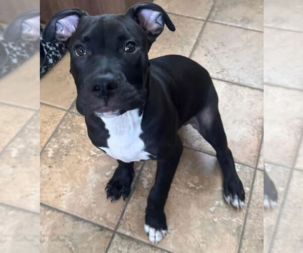 Medium Photo #1 American Pit Bull Terrier-Unknown Mix Puppy For Sale in Lockport, NY, USA