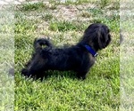 Small Photo #1 Shih-Poo Puppy For Sale in HESPERIA, CA, USA