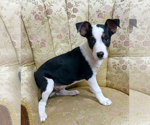 Medium Photo #3 Australian Kelpie-Unknown Mix Puppy For Sale in Rockaway, NJ, USA