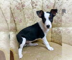 Small #2 Australian Kelpie Mix