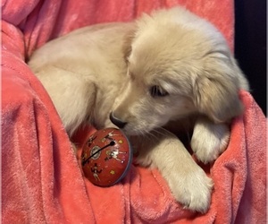 Golden Retriever Puppy for Sale in ROWLEY, Massachusetts USA