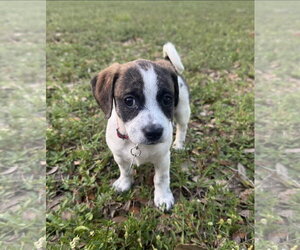 Black Mouth Cur-Dachshund Mix Dogs for adoption in Royal Palm Beach, FL, USA