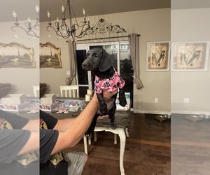 Medium Dachshund-Labrador Retriever Mix