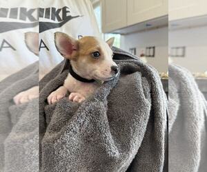 Chi-Corgi Dogs for adoption in MIDWAY, UT, USA