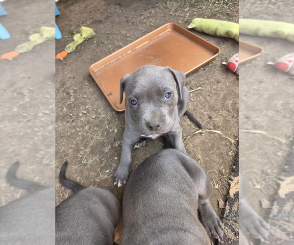Medium Photo #17 American Pit Bull Terrier Puppy For Sale in WAUSAU, WI, USA