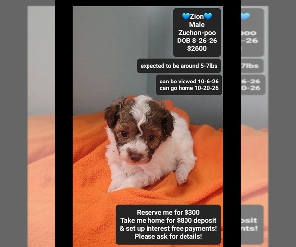 Medium Photo #1 Poodle (Toy)-Zuchon Mix Puppy For Sale in TUCSON, AZ, USA