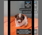 Zion - Male Poodle (Toy)-Zuchon Mix Puppy for Sale - Small photo