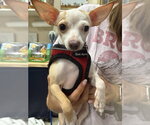 Small #7 Chihuahua