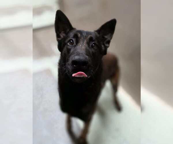 Medium Photo #2 Holland Shepherd-Unknown Mix Puppy For Sale in Imlay City, MI, USA