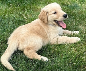 Golden Retriever Puppy for Sale in NOBLESVILLE, Indiana USA