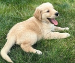 Small Photo #1 Golden Retriever Puppy For Sale in NOBLESVILLE, IN, USA