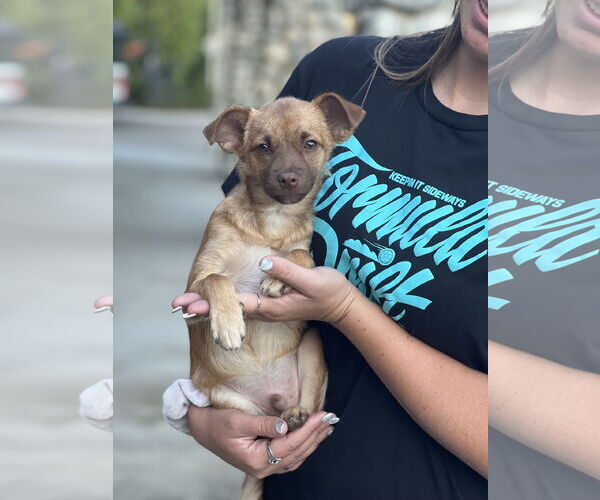 Medium Photo #11 Chiranian Puppy For Sale in Dana Point, CA, USA