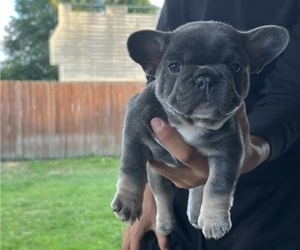 French Bulldog Puppy for sale in PACIFIC, WA, USA