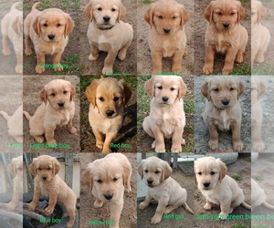 Golden Retriever Puppy for sale in WAKE FOREST, NC, USA