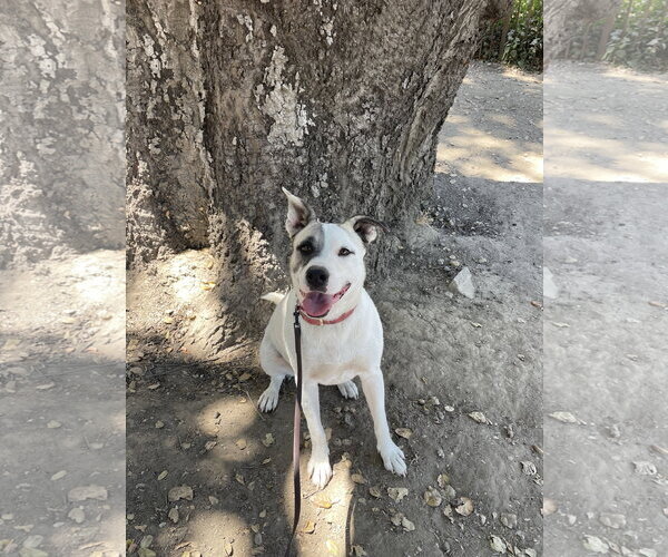 Medium Photo #3 Akita-Unknown Mix Puppy For Sale in Santa Clarita, CA, USA